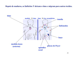 Depois de maduros, os linfócitos T deixam o timo e migram para outros tecidos.



 timo
                       medula   timo timo   órg. secundários
                                                               tonsila


                                                                 linfonodos




                                                                baço


        medula óssea
         (esterno)                               placas de Peyer
                                      apêndice
                                      cecal
                                                                          23
 