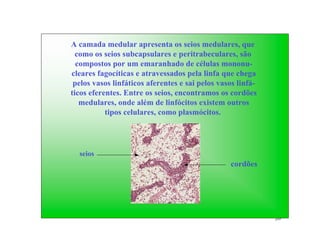 A camada medular apresenta os seios medulares, que
  como os seios subcapsulares e peritrabeculares, são
  compostos por um emaranhado de células mononu-
cleares fagocíticas e atravessados pela linfa que chega
 pelos vasos linfáticos aferentes e sai pelos vasos linfá-
ticos eferentes. Entre os seios, encontramos os cordões
   medulares, onde além de linfócitos existem outros
           tipos celulares, como plasmócitos.




  seios
                                                 cordões




                                                             26
 