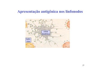 Apresentação antigênica nos linfonodos




                célula
              dendrítica

     linfó-
      citos




                                     27
 