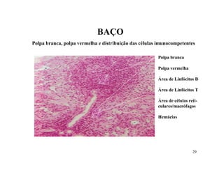 BAÇO
Polpa branca, polpa vermelha e distribuição das células imunocompetentes

                                                       Polpa branca

                                                       Polpa vermelha

                                                       Área de Linfócitos B

                                                       Área de Linfócitos T

                                                       Área de células reti-
                                                       culares/macrófagos

                                                       Hemácias




                                                                         29
 