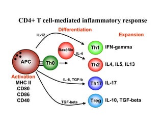 CD4+ T cell-mediated inflammatory response
                           Differentiation
             IL-12                                        Expansion

                           Basófilo          Th1   IFN-gamma
                                      IL-4

   APC               Th0                           IL4, IL5, IL13
                                             Th2

Activation
                             IL-6, TGF-b
 MHC II                                      Th17 IL-17
  CD80
  CD86
  CD40                      TGF-beta         Treg IL-10, TGF-beta
 
