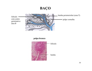 BAÇO
                                        bainha periarteriolar (zona T)
folículo
com centro                                    polpa vermelha
germinativo
área B




              polpa branca

                             folículo




                             bainha



                                                                    30
 