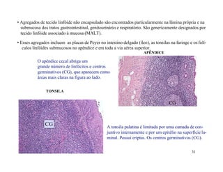 • Agregados de tecido linfóide não encapsulado são encontrados particularmente na lâmina própria e na
  submucosa dos tratos gastrointestinal, genitourinário e respiratório. São genericamente designados por
  tecido linfóide associado à mucosa (MALT).

• Esses agregados incluem as placas de Peyer no intestino delgado (íleo), as tonsilas na faringe e os folí-
   culos linfóides submucosos no apêndice e em toda a via aérea superior.
                                                                       APÊNDICE

           O apêndice cecal abriga um
           grande número de linfócitos e centros
           germinativos (CG), que aparecem como
           áreas mais claras na figura ao lado.


                TONSILA


                                                                                     CG



               CG                                 A tonsila palatina é limitada por uma camada de con-
                                                  juntivo internamente e por um epitélio na superfície lu-
                                                  minal. Possui criptas. Os centros germinativos (CG).


                                                                                                  31
 