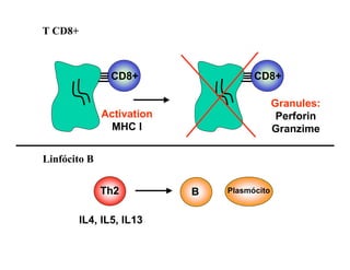 T CD8+



                CD8+                 CD8+

                                            Granules:
              Activation                     Perforin
                MHC I                       Granzime

Linfócito B


              Th2          B   Plasmócito


         IL4, IL5, IL13
 