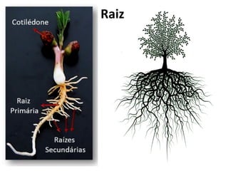 Raiz
 