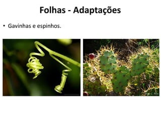 • Gavinhas e espinhos.
Folhas - Adaptações
 