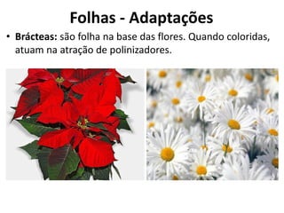 • Brácteas: são folha na base das flores. Quando coloridas,
atuam na atração de polinizadores.
Folhas - Adaptações
 