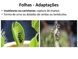 • Insetívoras ou carnívoras: captura de insetos.
• Forma de urna ou dotadas de cerdas ou tentáculos.
Folhas - Adaptações
 