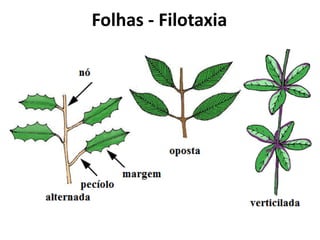 Folhas - Filotaxia
 