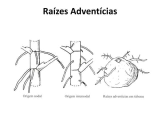 Raízes Adventícias
 