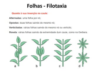 Folhas - Filotaxia
 