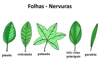 Folhas - Nervuras
 