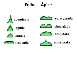 Folhas - Ápice
 