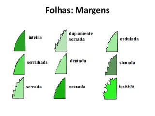 Folhas: Margens
 