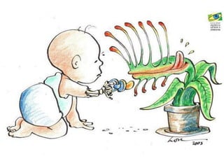 Órgãos Vegetativos