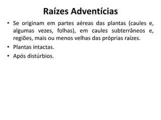 • Se originam em partes aéreas das plantas (caules e,
algumas vezes, folhas), em caules subterrâneos e,
regiões, mais ou menos velhas das próprias raízes.
• Plantas intactas.
• Após distúrbios.
Raízes Adventícias
 