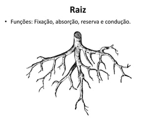 Raiz
• Funções: Fixação, absorção, reserva e condução.
 