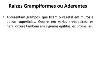 Raízes Grampiformes ou Aderentes
• Apresentam grampos, que fixam o vegetal em muros e
outras superfícies. Ocorre em várias trepadeiras, ex
hera; ocorre também em algumas epífitas, ex bromelias.
 