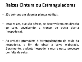 Raízes Cintura ou Estranguladoras
• São comuns em algumas plantas epífitas.
• Estas raízes, que são aéreas, se desenvolvem em direção
ao solo, envolvendo o tronco de outra planta
(hospedeira).
• Ao crescer, promovem o estrangulamento do caule da
hospedeira, a fim de obter a seiva elaborada.
Geralmente, a planta hospedeira morre neste processo
por falta de seiva.
 