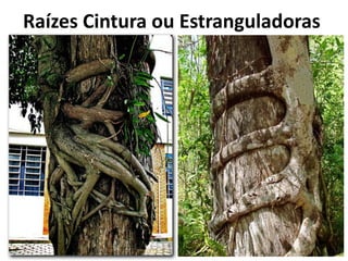 Raízes Cintura ou Estranguladoras
 