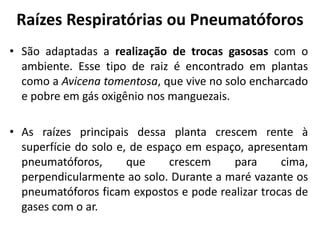 Raízes Respiratórias ou Pneumatóforos
• São adaptadas a realização de trocas gasosas com o
ambiente. Esse tipo de raiz é encontrado em plantas
como a Avicena tomentosa, que vive no solo encharcado
e pobre em gás oxigênio nos manguezais.
• As raízes principais dessa planta crescem rente à
superfície do solo e, de espaço em espaço, apresentam
pneumatóforos, que crescem para cima,
perpendicularmente ao solo. Durante a maré vazante os
pneumatóforos ficam expostos e pode realizar trocas de
gases com o ar.
 