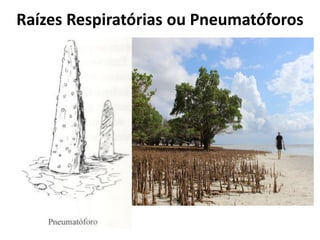 Raízes Respiratórias ou Pneumatóforos
 