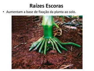 Raízes Escoras
• Aumentam a base de fixação da planta ao solo.
 