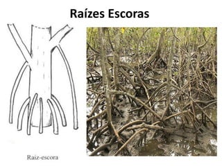 Raízes Escoras
 