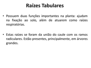 Raízes Tabulares
• Possuem duas funções importantes na planta: ajudam
na fixação ao solo, além de atuarem como raízes
respiratórias.
• Estas raízes se foram da união do caule com os ramos
radiculares. Estão presentes, principalmente, em árvores
grandes.
 