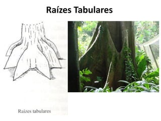 Raízes Tabulares
 