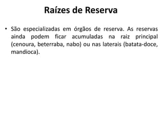 Raízes de Reserva
• São especializadas em órgãos de reserva. As reservas
ainda podem ficar acumuladas na raiz principal
(cenoura, beterraba, nabo) ou nas laterais (batata-doce,
mandioca).
 