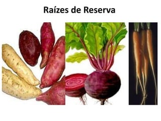 Raízes de Reserva
 