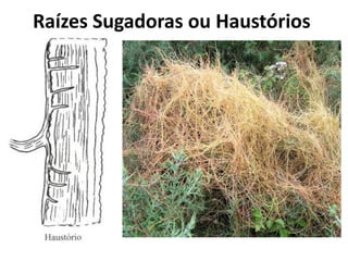 Raízes Sugadoras ou Haustórios
 