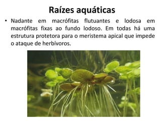 Raízes aquáticas
• Nadante em macrófitas flutuantes e lodosa em
macrófitas fixas ao fundo lodoso. Em todas há uma
estrutura protetora para o meristema apical que impede
o ataque de herbívoros.
 