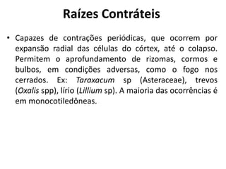 Raízes Contráteis
• Capazes de contrações periódicas, que ocorrem por
expansão radial das células do córtex, até o colapso.
Permitem o aprofundamento de rizomas, cormos e
bulbos, em condições adversas, como o fogo nos
cerrados. Ex: Taraxacum sp (Asteraceae), trevos
(Oxalis spp), lírio (Lillium sp). A maioria das ocorrências é
em monocotiledôneas.
 