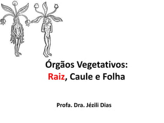 Órgãos Vegetativos:
Raiz, Caule e Folha
Profa. Dra. Jézili Dias
 