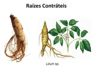 Raízes Contráteis
 