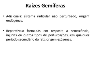 • Adicionais: sistema radicular não perturbado, origem
endógenas.
• Reparativas: formadas em resposta a senescência,
injúrias ou outros tipos de perturbações, em qualquer
período secundário da raiz, origem exógenas.
Raízes Gemíferas
 