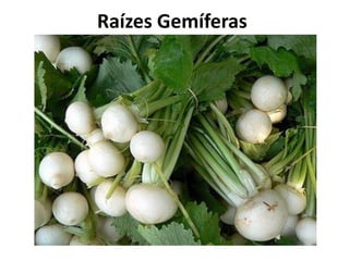 Raízes Gemíferas
 