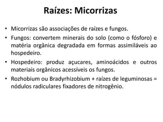 Raízes: Micorrizas
• Micorrizas são associações de raízes e fungos.
• Fungos: convertem minerais do solo (como o fósforo) e
matéria orgânica degradada em formas assimiláveis ao
hospedeiro.
• Hospedeiro: produz açucares, aminoácidos e outros
materiais orgânicos acessíveis os fungos.
• Rozhobium ou Bradyrhizobium + raízes de leguminosas =
nódulos radiculares fixadores de nitrogênio.
 