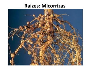 Raízes: Micorrizas
 