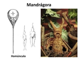 Homúnculo
Mandrágora
 