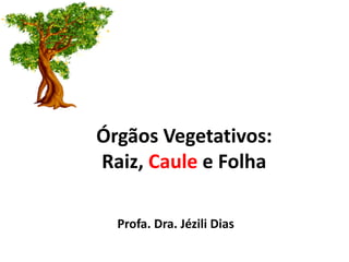 Órgãos Vegetativos:
Raiz, Caule e Folha
Profa. Dra. Jézili Dias
 