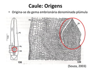 • Origina-se da gema embrionária denominada plúmula
(Souza, 2003)
Caule: Origens
 