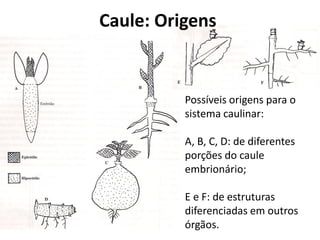 Possíveis origens para o
sistema caulinar:
A, B, C, D: de diferentes
porções do caule
embrionário;
E e F: de estruturas
diferenciadas em outros
órgãos.
Caule: Origens
 
