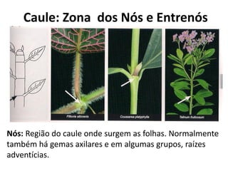 Nós: Região do caule onde surgem as folhas. Normalmente
também há gemas axilares e em algumas grupos, raízes
adventícias.
Caule: Zona dos Nós e Entrenós
 