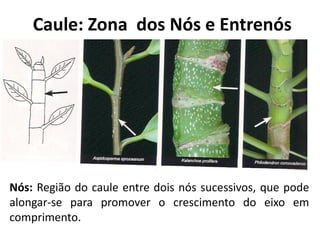 Nós: Região do caule entre dois nós sucessivos, que pode
alongar-se para promover o crescimento do eixo em
comprimento.
Caule: Zona dos Nós e Entrenós
 