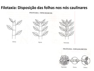 Filotaxia: Disposição das folhas nos nós caulinares
 