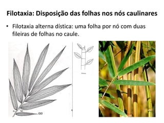 • Filotaxia alterna dística: uma folha por nó com duas
fileiras de folhas no caule.
Filotaxia: Disposição das folhas nos nós caulinares
 