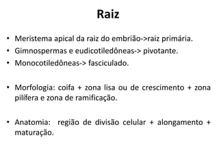 Raiz
• Meristema apical da raiz do embrião->raiz primária.
• Gimnospermas e eudicotiledôneas-> pivotante.
• Monocotiledôneas-> fasciculado.
• Morfologia: coifa + zona lisa ou de crescimento + zona
pilífera e zona de ramificação.
• Anatomia: região de divisão celular + alongamento +
maturação.
 